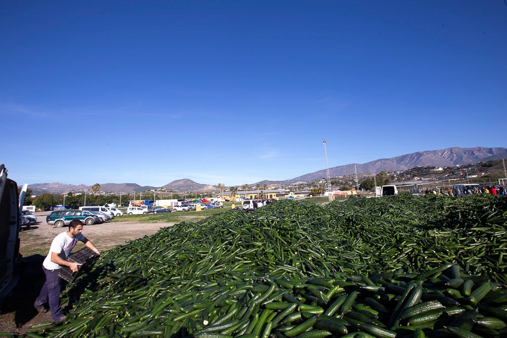 Confían en que la destrucción del producto tenga sus efectos y los precios suban porque ahora «les está costando el dinero» 