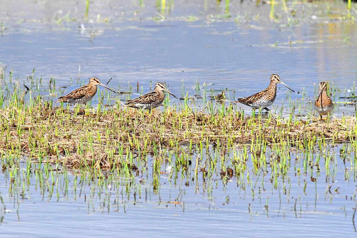 Galería. Dos parejas de agachadizas, Gallinago gallinago