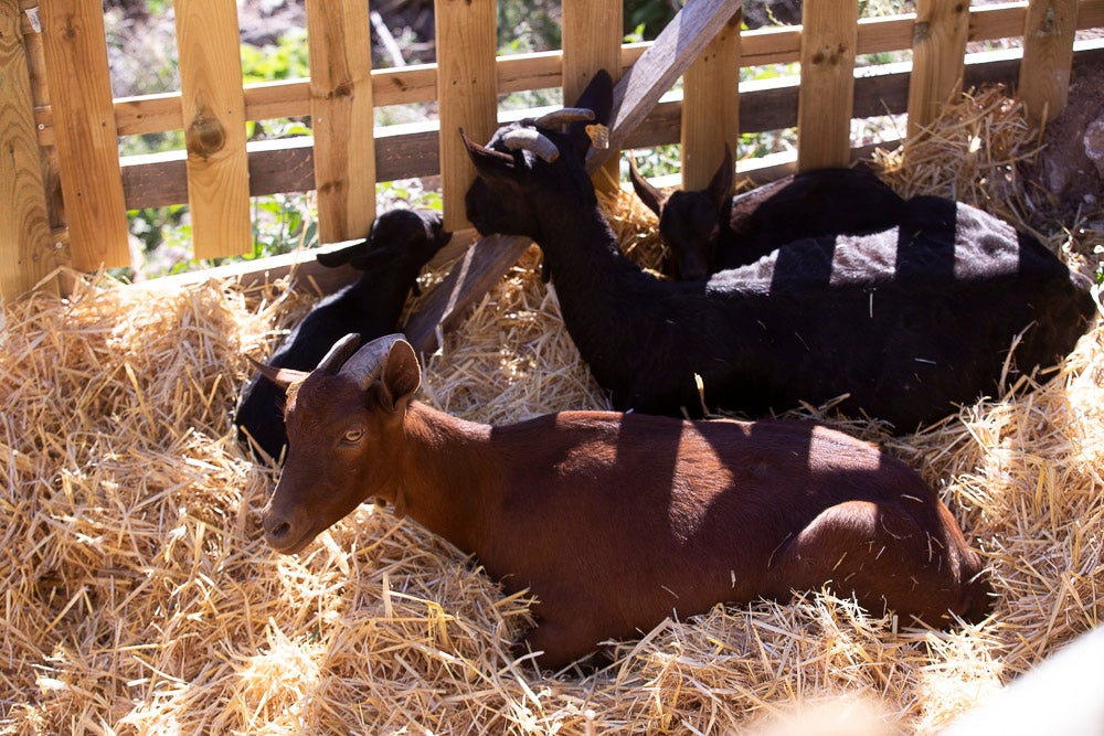El anejo motrileño de Tablones ha vuelto a organizar su exitoso Belén Viviente, que el municipio 'utiliza' como reclamo turístico