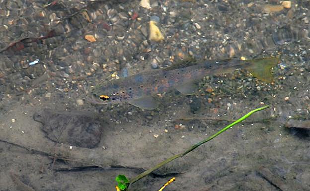 Salmo trutta