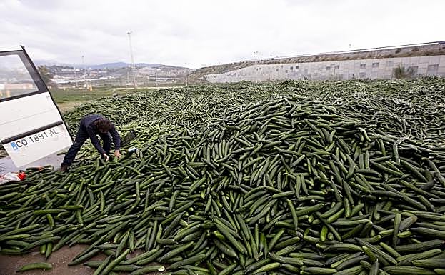 Imagen del ferial de Motril lleno de pepinos por la protesta agrícola. 