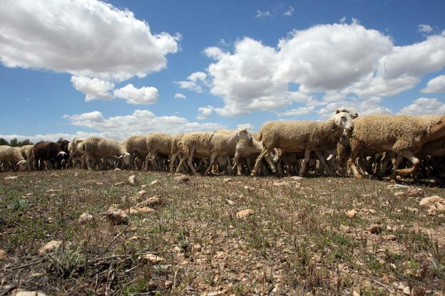 La labor de pastoreo con ovejas ayuda a prevenir los incendios forestales. 