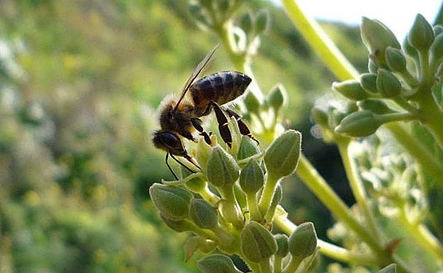 Cáritas forma a más de 150 desempleados en cultivo ecológico en terrenos de la Vega y la Costa