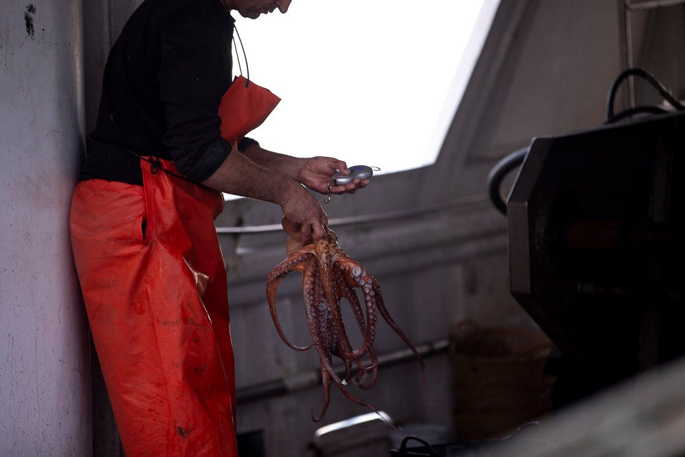 El pescado motrileño va a las pescaderías y a la hostelería, aunque los hosteleros no suelen ir a comprar directamente, sino que declinan esa tarea en los distribuidores