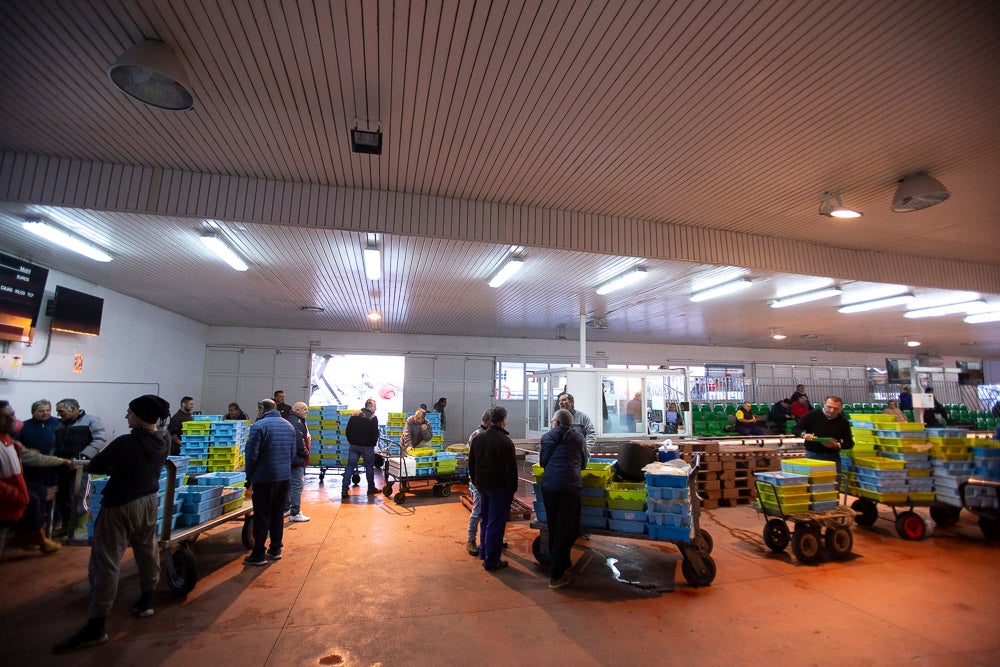 El pescado motrileño va a las pescaderías y a la hostelería, aunque los hosteleros no suelen ir a comprar directamente, sino que declinan esa tarea en los distribuidores