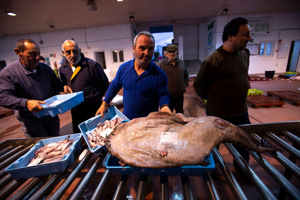 El pescado motrileño va a las pescaderías y a la hostelería, aunque los hosteleros no suelen ir a comprar directamente, sino que declinan esa tarea en los distribuidores