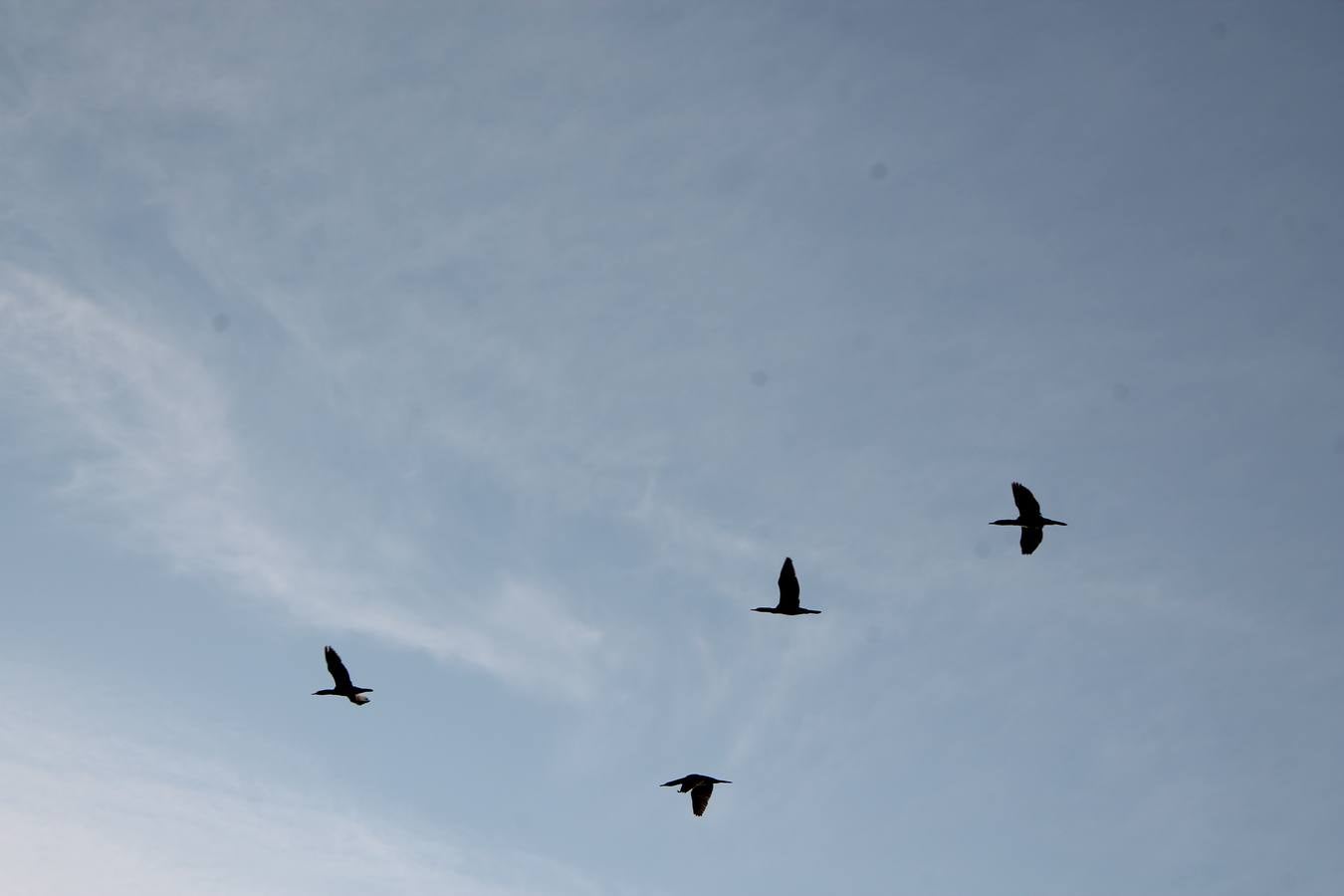 Junto a Salvamento Marítimo efectúa el primer test en Almería de un supuesto auxilio a un inmigrante caído al mar