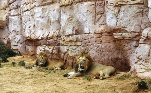 Un grupo de leones matan a un joven que se coló en un zoológico