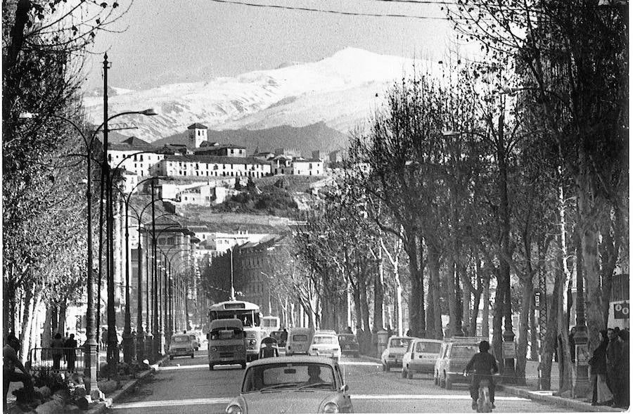 Vista de la avenida en 1974, poco antes de que comenzaran las obras de remodelación. A la izquierda, ya pueden verse algunos troncos talados.