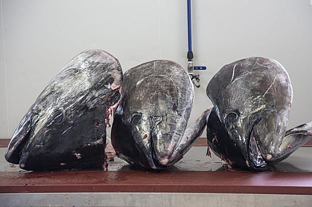 Del mar a la mesa. Los atunes recién sacados de los viveros tardan pocos minutos en llegar al barco congelador de la empresa. En las naves comienza el despiece y el empaquetado. :: j. m. rodríguez