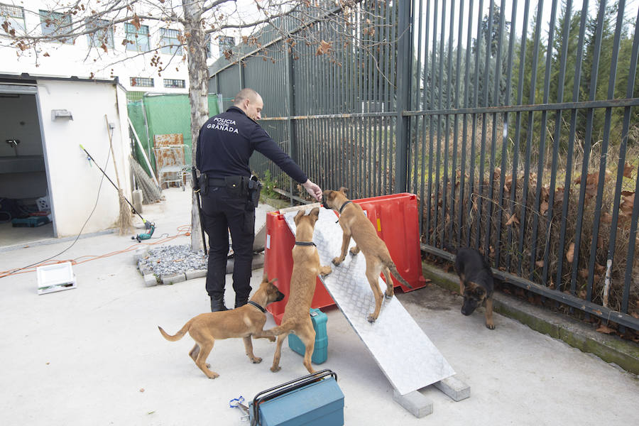 Los tres cachorros huérfanos adoptados por los agentes empiezan el adiestramiento con el ya famoso perro Stan Lee.