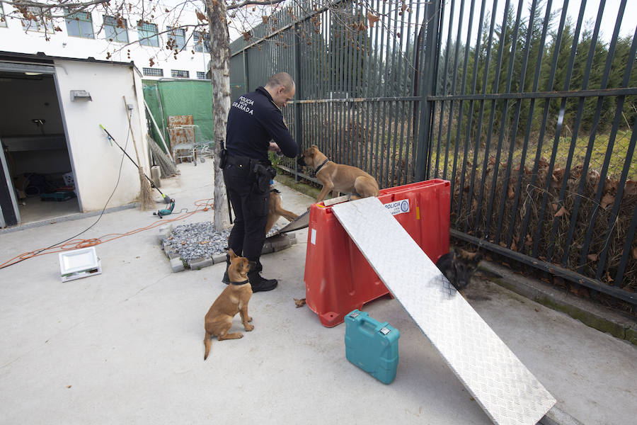 Los tres cachorros huérfanos adoptados por los agentes empiezan el adiestramiento con el ya famoso perro Stan Lee.