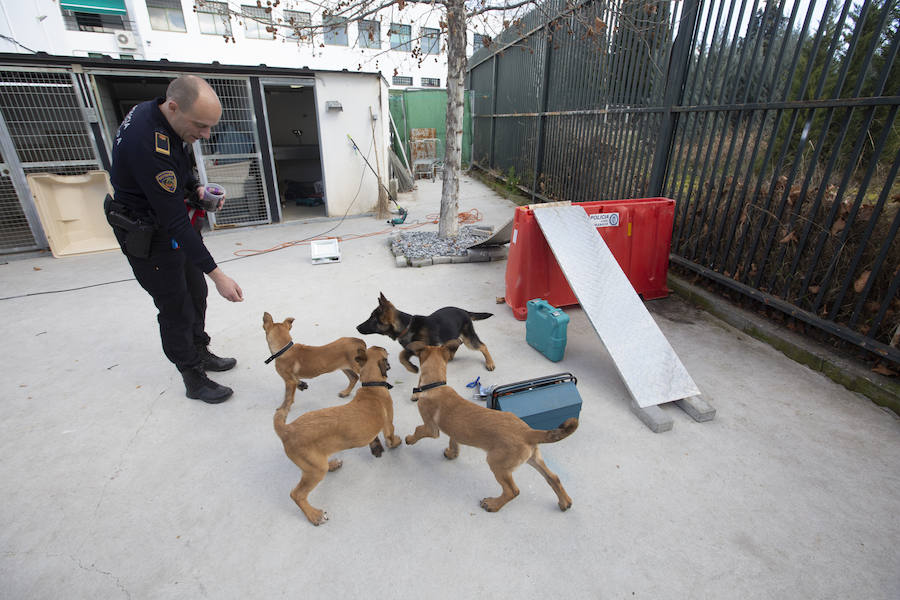 Los tres cachorros huérfanos adoptados por los agentes empiezan el adiestramiento con el ya famoso perro Stan Lee.