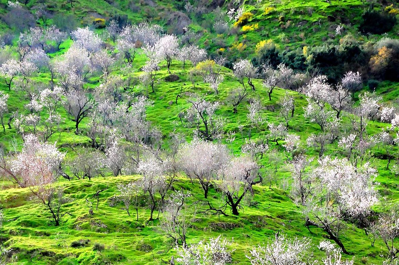 El cerro del Gato, en Albuñol, es uno de los paisajes privilegiados por el manto blanco de los almendros.