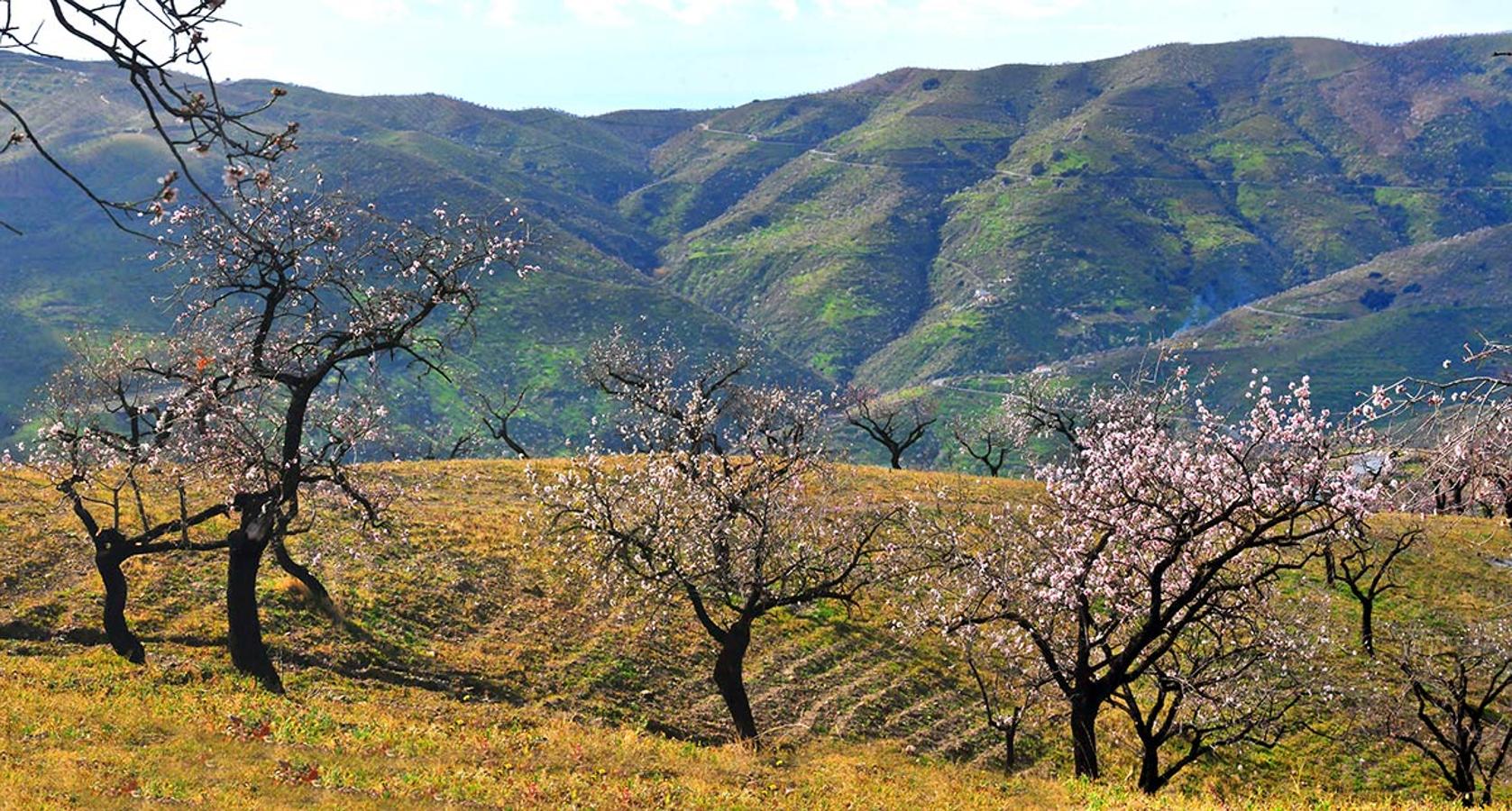 Almendros en los cerros de la Contraviesa, carretera de Albondón