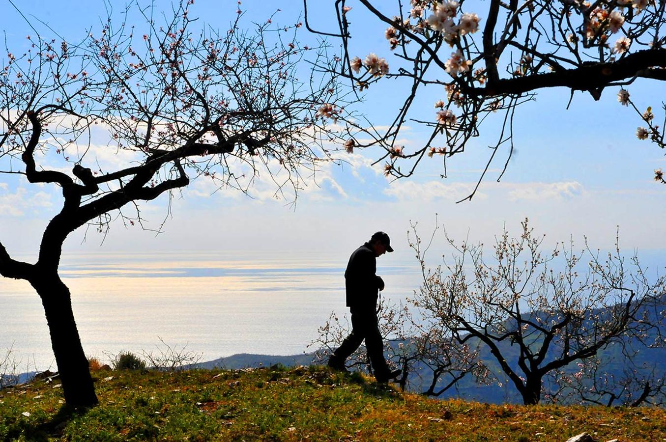 Almendros de la Contraviesa. El mar de Alborán, la costa oriental de Granada.