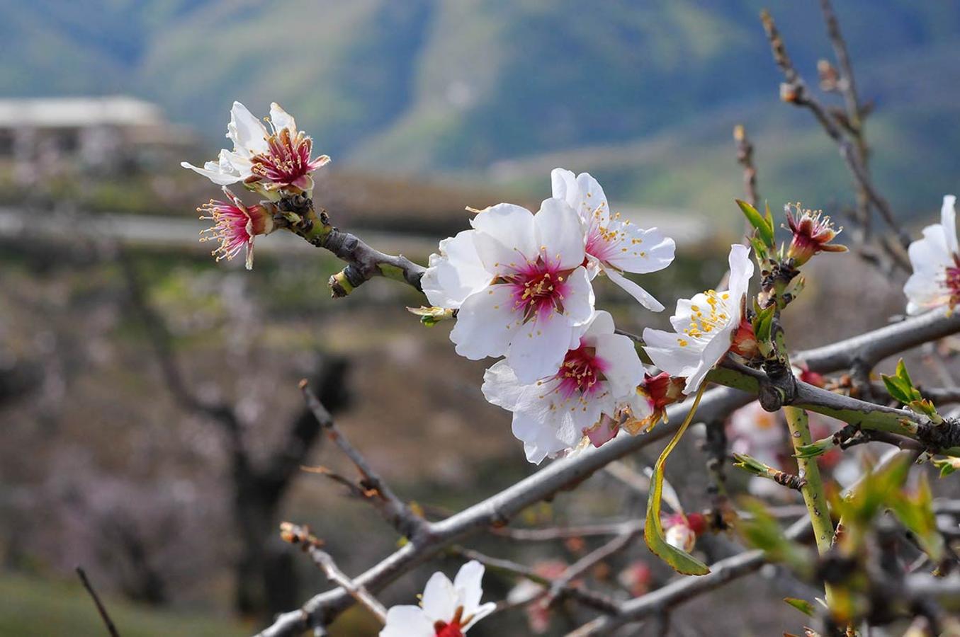 Las altas temperaturas iniciaron la floración de los almendros hace ya varias semanas. Las flores blancas y rosadas ascienden desde la costa hacia el Valle y los alrededores de Granada, desde la Contraviesa hacia la Alpujarra, desde el mar hacia Alhama. Imágenes que ofrecen los paisajes de almendtros en flor