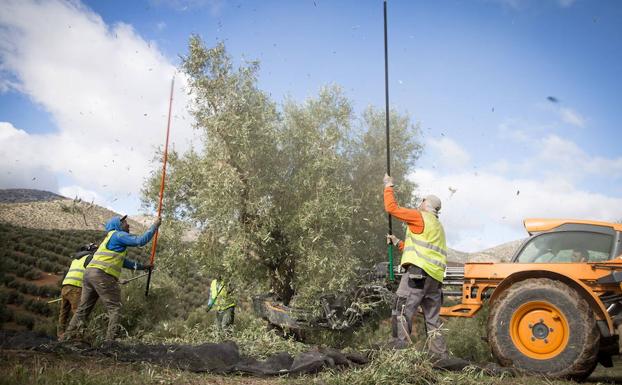 Agricultores varean olivos durante la campaña de recogida de la aceituna.