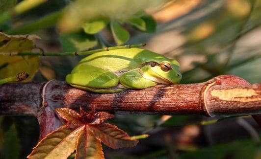 Ranita meridional en una rama de ricino