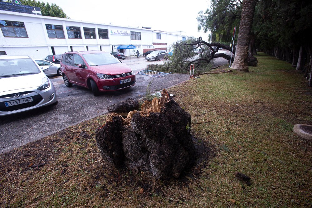 El mal tiempo ha hecho que se caigan dos árboles y una palmera