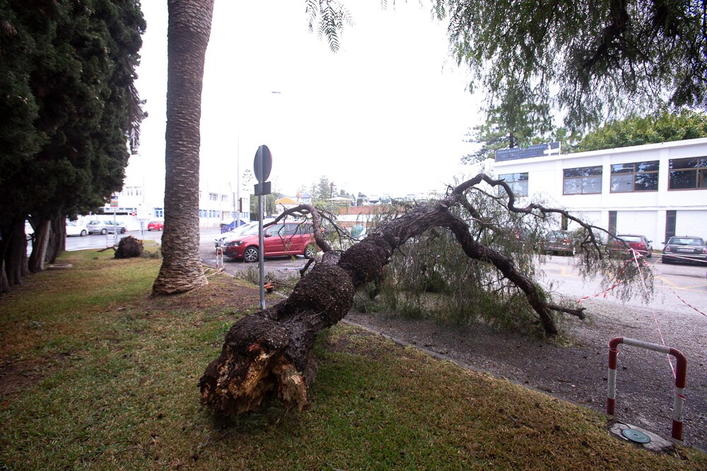 El mal tiempo ha hecho que se caigan dos árboles y una palmera