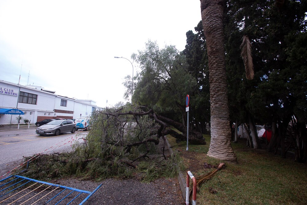 El mal tiempo ha hecho que se caigan dos árboles y una palmera