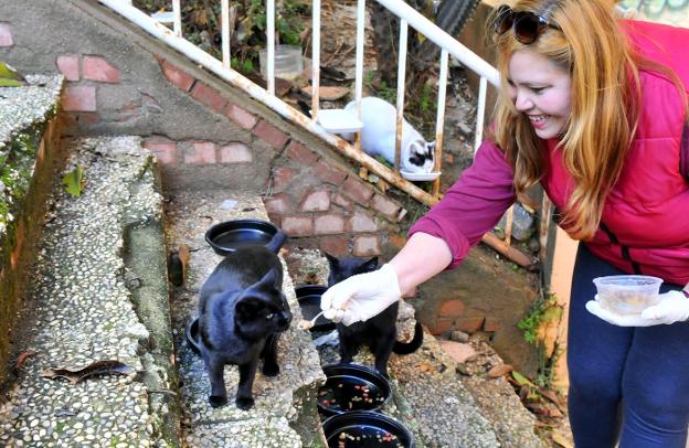 Sayra Oliva alimenta a algunos gatos de su colonia felina. 