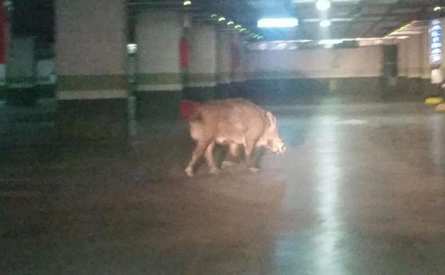 Otro ejemplar de jabalí se introdujo en 2015 en el parking de la Caleta, en la capital granadina. 