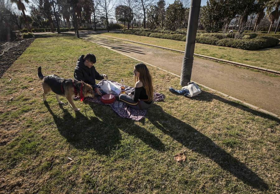 El mercurio anda revuelto en los primeros días de febrero y el buen tiempo está dejando estampas propias de la primavera en toda la provincia, sobre todo a mediodía. La temperaturas varían tanto en apenas unas horas que la ropa de abrigo de la mañana sobra a la hora de comer. Algunos no han desaprovechado para tumbarse al sol en algunos puntos de la capital granadina... ¡en manga corta!