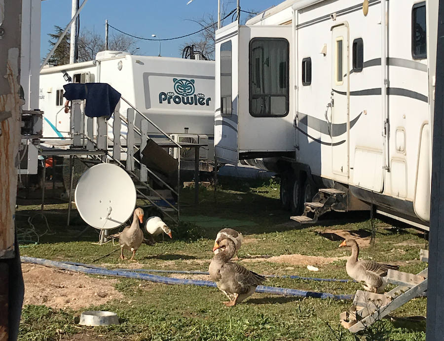 El Circo Dola Roma se instala hasta el 17 de febrero en Albolote mientras los animalistas piden prohibir estos espectáculos con animales salvajes.