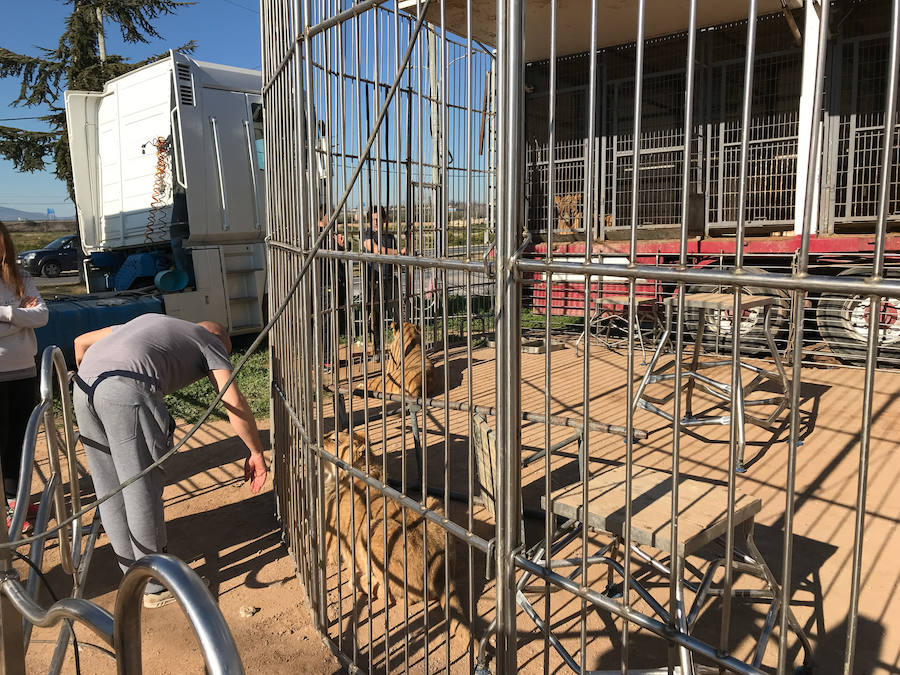 El Circo Dola Roma se instala hasta el 17 de febrero en Albolote mientras los animalistas piden prohibir estos espectáculos con animales salvajes.