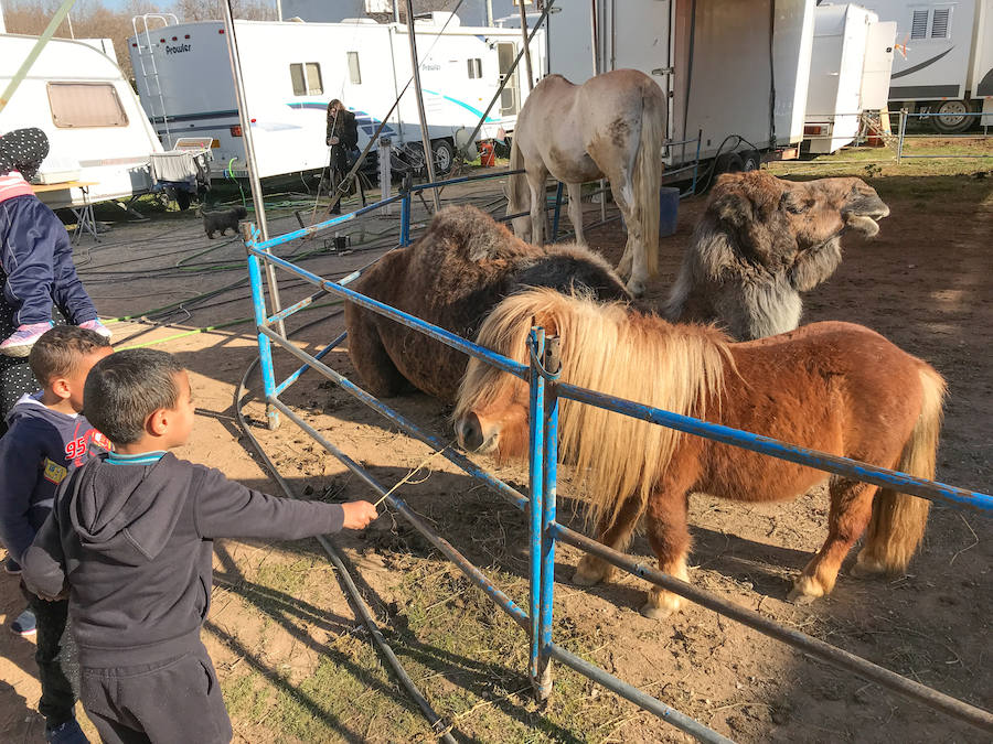 El Circo Dola Roma se instala hasta el 17 de febrero en Albolote mientras los animalistas piden prohibir estos espectáculos con animales salvajes.