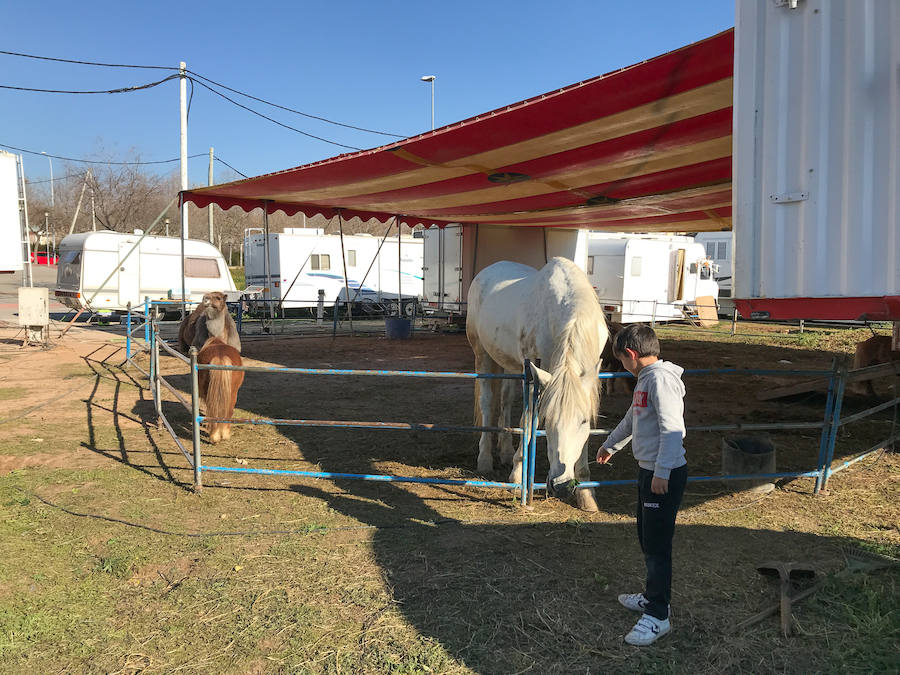 El Circo Dola Roma se instala hasta el 17 de febrero en Albolote mientras los animalistas piden prohibir estos espectáculos con animales salvajes.