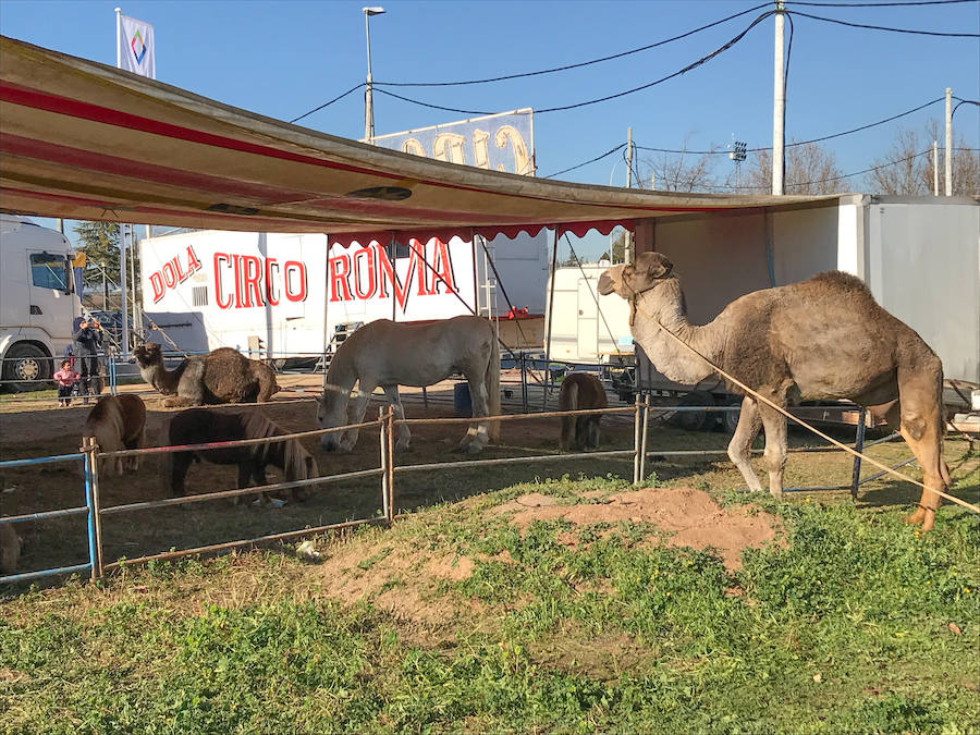 El Circo Dola Roma se instala hasta el 17 de febrero en Albolote mientras los animalistas piden prohibir estos espectáculos con animales salvajes.
