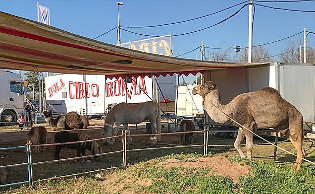 Dromedarios, ponis y caballos forman parte del circo.