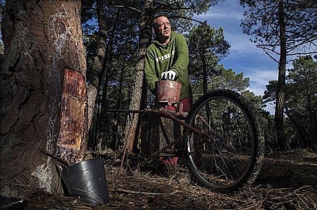 La economía 'verde', como los resineros de Tardelcuende, son una de las bazas de la actividad empresarial soriana.