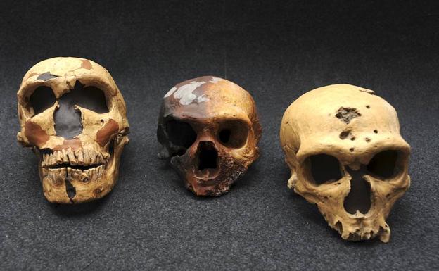 Cráneos de neandertales.