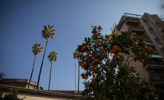 Las palmeras tienen una altura similar al edificio de siete plantas de al lado.