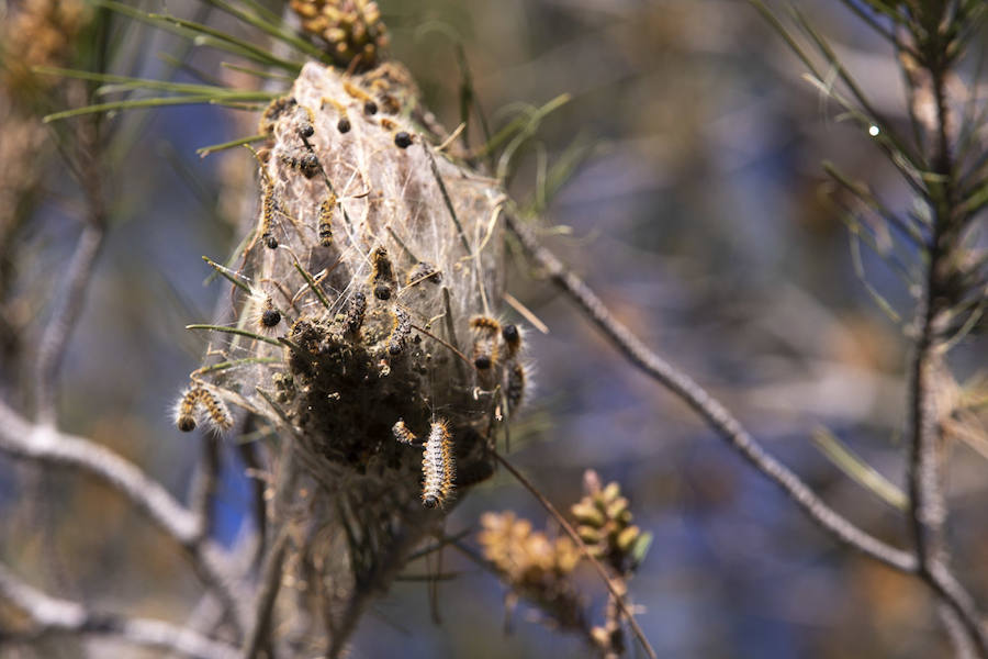Ayuntamientos costeros como Salobreña y Motril actúan para tratar de contener el avance de esta oruga tóxica desde los pinares de los montes públicos hasta las ciudades