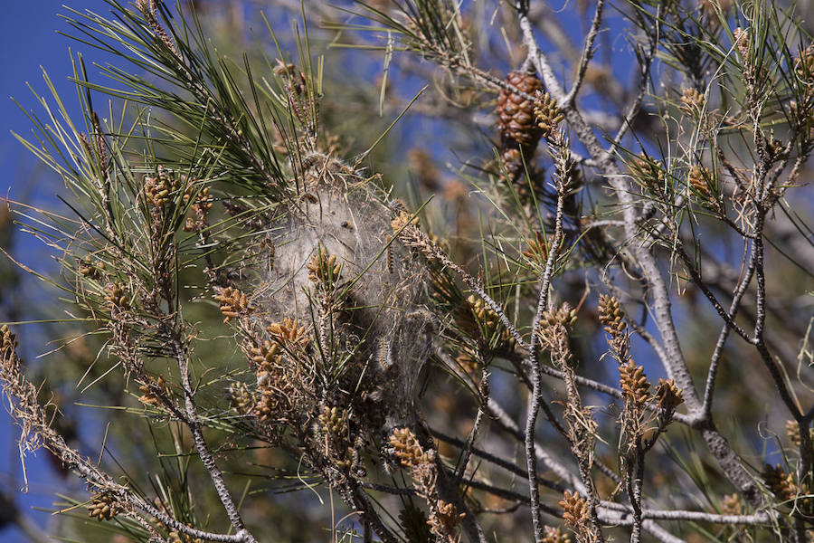 Ayuntamientos costeros como Salobreña y Motril actúan para tratar de contener el avance de esta oruga tóxica desde los pinares de los montes públicos hasta las ciudades