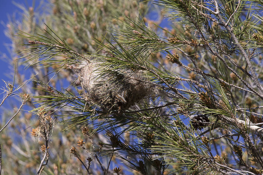 Ayuntamientos costeros como Salobreña y Motril actúan para tratar de contener el avance de esta oruga tóxica desde los pinares de los montes públicos hasta las ciudades