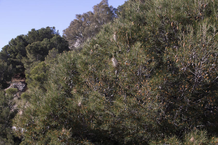 Ayuntamientos costeros como Salobreña y Motril actúan para tratar de contener el avance de esta oruga tóxica desde los pinares de los montes públicos hasta las ciudades