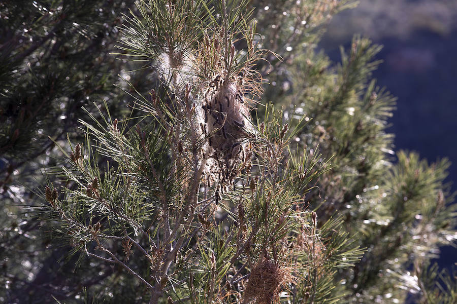 Ayuntamientos costeros como Salobreña y Motril actúan para tratar de contener el avance de esta oruga tóxica desde los pinares de los montes públicos hasta las ciudades