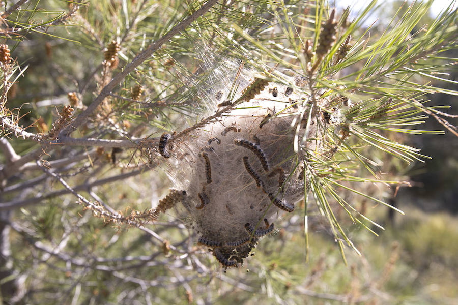 Ayuntamientos costeros como Salobreña y Motril actúan para tratar de contener el avance de esta oruga tóxica desde los pinares de los montes públicos hasta las ciudades