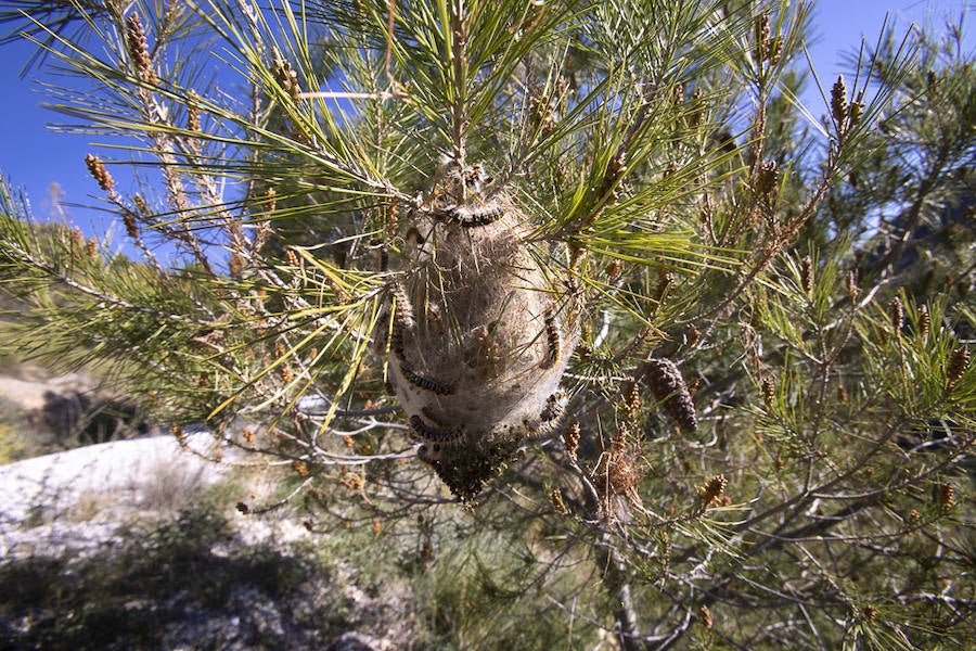 Ayuntamientos costeros como Salobreña y Motril actúan para tratar de contener el avance de esta oruga tóxica desde los pinares de los montes públicos hasta las ciudades