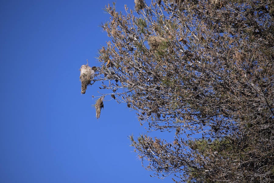 Ayuntamientos costeros como Salobreña y Motril actúan para tratar de contener el avance de esta oruga tóxica desde los pinares de los montes públicos hasta las ciudades