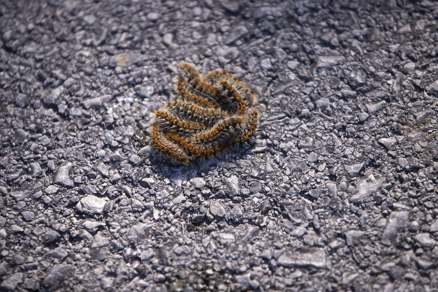 Ayuntamientos costeros como Salobreña y Motril actúan para tratar de contener el avance de esta oruga tóxica desde los pinares de los montes públicos hasta las ciudades