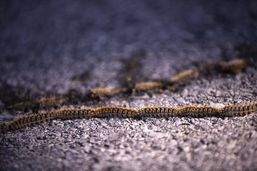 Ayuntamientos costeros como Salobreña y Motril actúan para tratar de contener el avance de esta oruga tóxica desde los pinares de los montes públicos hasta las ciudades