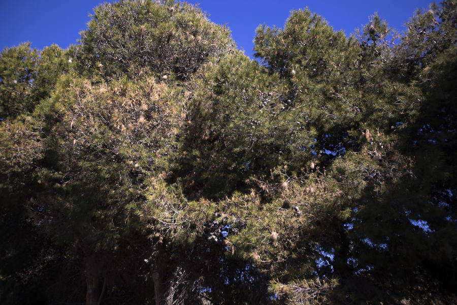 Ayuntamientos costeros como Salobreña y Motril actúan para tratar de contener el avance de esta oruga tóxica desde los pinares de los montes públicos hasta las ciudades