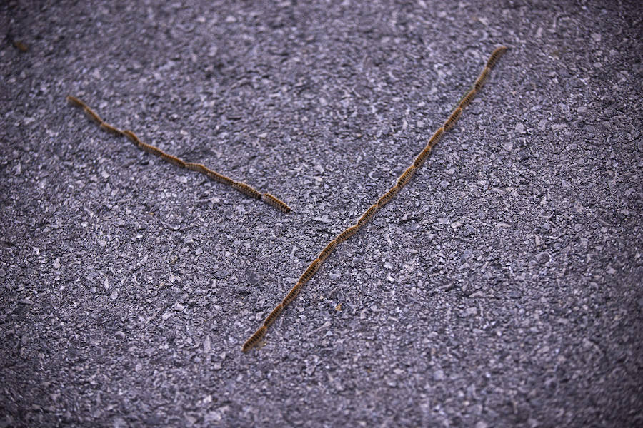 Ayuntamientos costeros como Salobreña y Motril actúan para tratar de contener el avance de esta oruga tóxica desde los pinares de los montes públicos hasta las ciudades